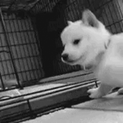 A Black And White Photo Of A Shiba Inu Puppy Standing In Front Of A Fence . GIF