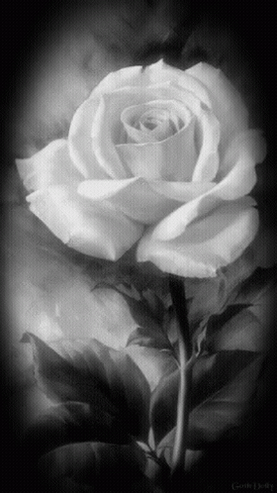 A Black And White Photo Of A Single White Rose GIF