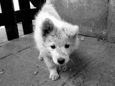 A Black And White Photo Of A Small White Puppy Looking At The Camera GIF