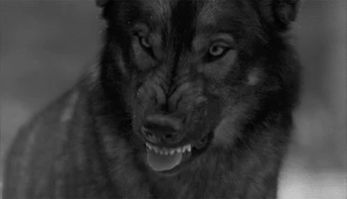 A Black And White Photo Of A Smiling Wolf . GIF
