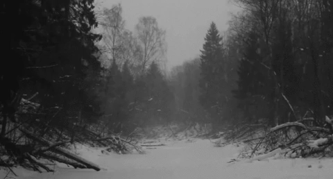 A Black And White Photo Of A Snowy Forest . GIF