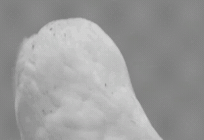 A Black And White Photo Of A Snowy Owl With Big Eyes . GIF