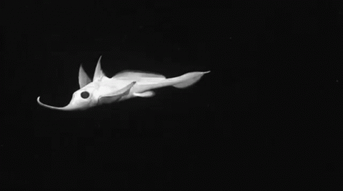 A Black And White Photo Of A Squid With A Long Nose Flying Through The Air . GIF