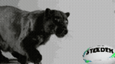 A Black And White Photo Of A Tiger And A Steelers Ball GIF