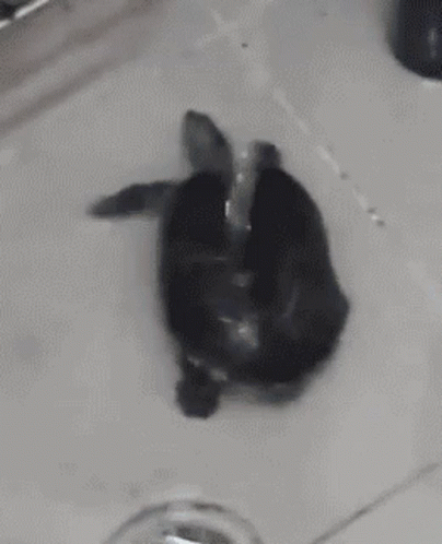 A Black And White Photo Of A Turtle Sitting In A Sink . GIF