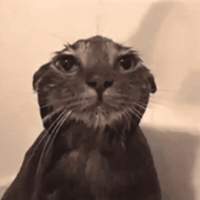 A Black And White Photo Of A Wet Cat In A Bathtub Looking At The Camera . GIF