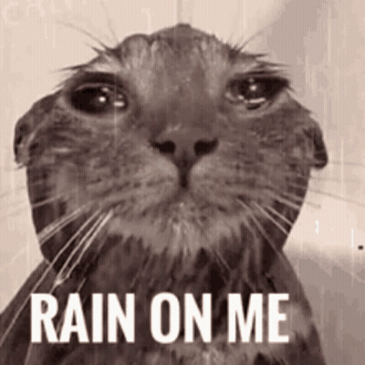A Black And White Photo Of A Wet Cat With The Words Rain On Me Above It GIF