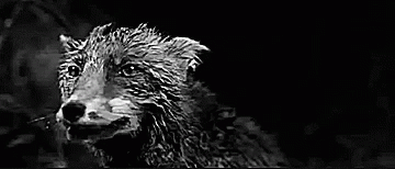 A Black And White Photo Of A Wet Dog In The Dark . GIF