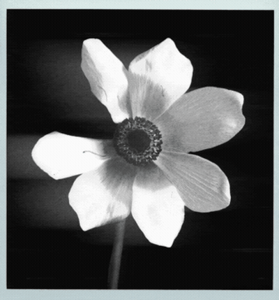 A Black And White Photo Of A White Flower With A Dark Center GIF