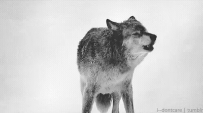 A Black And White Photo Of A Wolf Howling In The Snow GIF