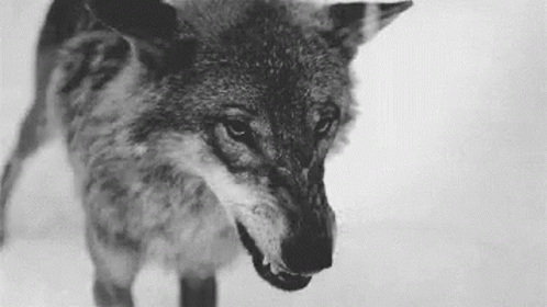 A Black And White Photo Of A Wolf With Its Mouth Open And Teeth Showing . GIF