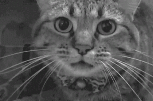 A Black And White Photo Of An Angry Cat With Its Mouth Open And Sharp Teeth . GIF