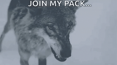 A Black And White Photo Of An Angry Wolf With The Words Join My Pack GIF