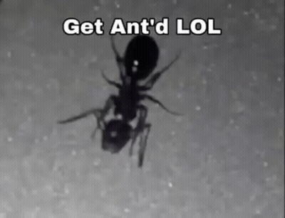 A Black And White Photo Of An Ant With The Words Get Ant 'D Lol Below It GIF