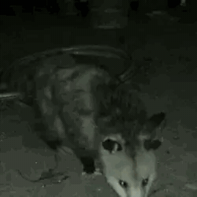 A Black And White Photo Of An Opossum Eating A Rat On The Ground . GIF
