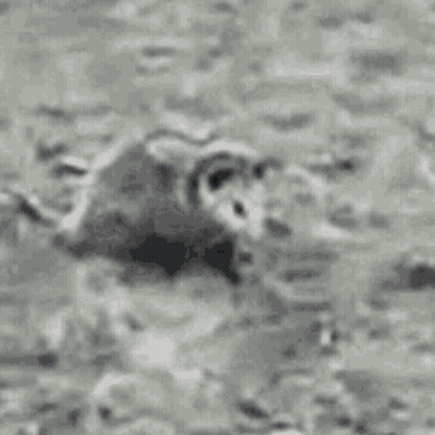 A Black And White Photo Of An Opossum Walking In The Grass . GIF