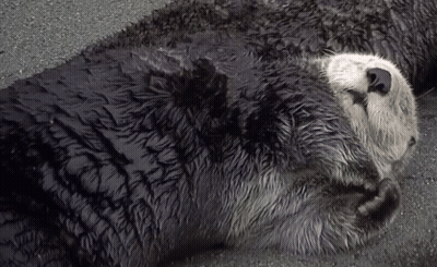 A Black And White Photo Of An Otter Sleeping On The Ground GIF