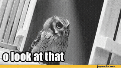 A Black And White Photo Of An Owl With The Words U Look At That Above It GIF