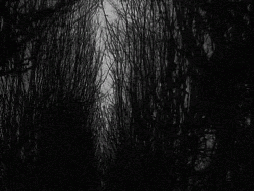 A Black And White Photo Of Trees Without Leaves In A Forest GIF