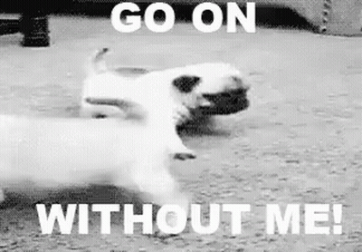 A Black And White Photo Of Two Pugs Running With The Caption `` Go On Without Me '' . GIF