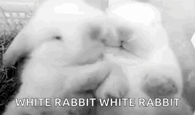 A Black And White Photo Of Two White Rabbits Sleeping Together . GIF