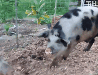 A Black And White Pig Standing In The Dirt With The Letters Th On The Fence In The Background GIF