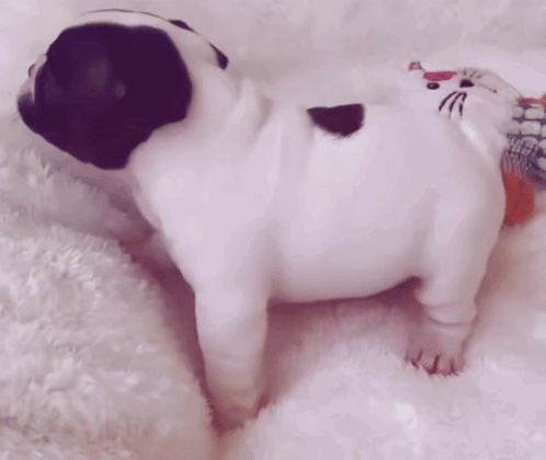 A Black And White Pug Puppy With A Hello Kitty Purse On Its Back GIF