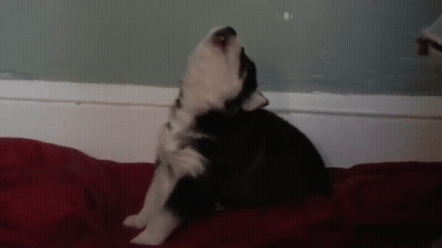 A Black And White Puppy Is Sitting On A Red Blanket And Howling GIF