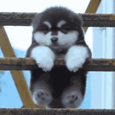 A Black And White Puppy Is Sitting On Top Of A Wooden Railing . GIF