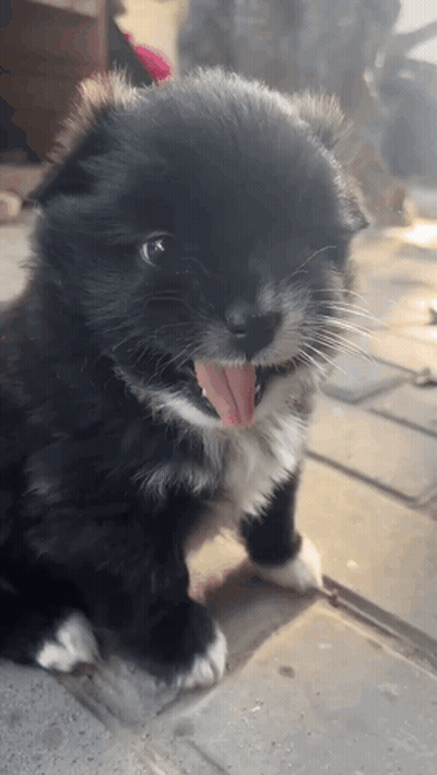 A Black And White Puppy With Its Tongue Sticking Out GIF