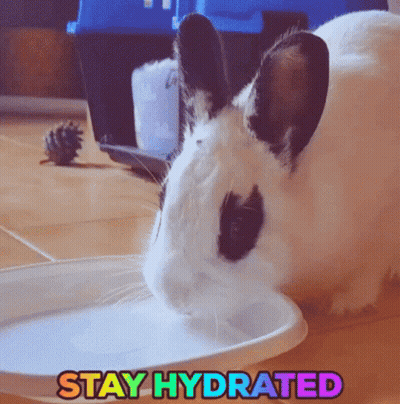 A Black And White Rabbit Drinking From A Plastic Plate That Says Stay Hydrated On It GIF