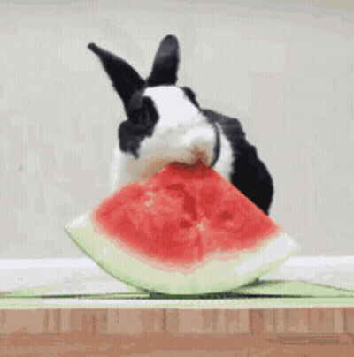 A Black And White Rabbit Is Eating A Slice Of Watermelon . GIF