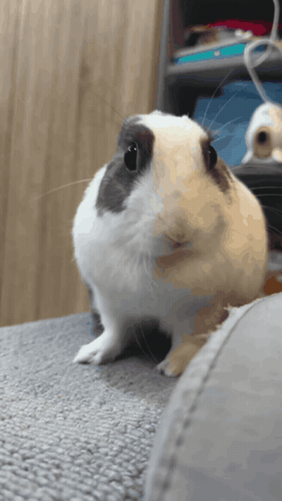 A Black And White Rabbit Is Sitting On A Couch And Looking At The Camera GIF
