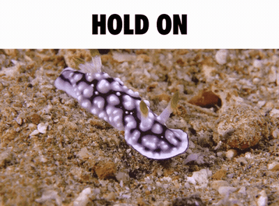 A Black And White Sea Slug Is Crawling In The Sand Under The Words Hold On GIF