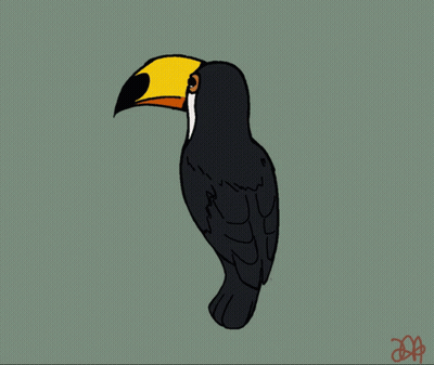 A Black And White Toucan With A Yellow Beak GIF