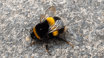A Black And Yellow Bee Is Laying On A Concrete Surface GIF