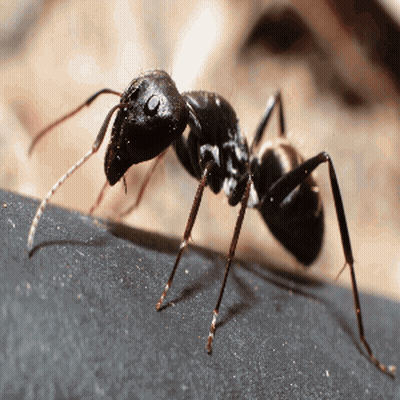 A Black Ant Is Crawling On A Piece Of Metal GIF