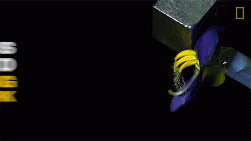 A Black Background With The Words " The Buzz Is Similar To A Vibrating Tuning Fork " On It GIF
