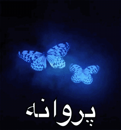A Black Background With Two Blue Butterflies And The Word Proana In White Letters GIF