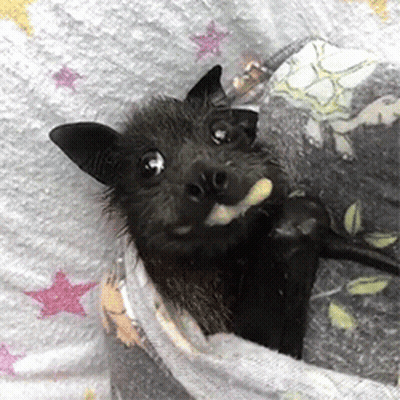 A Black Bat Is Wrapped In A Blanket With Stars On It GIF
