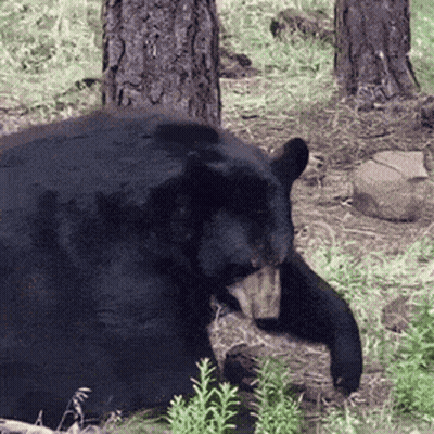 A Black Bear Is Laying Down In The Grass Near Trees GIF