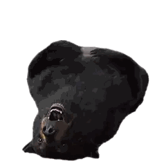 A Black Bear Is Laying Down On Its Back Sticker