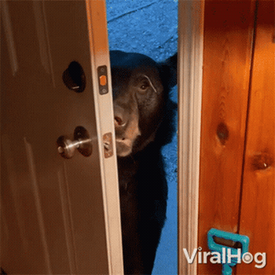 A Black Bear Is Peeking Out Of A Door With Viralhog Written On The Bottom Right GIF