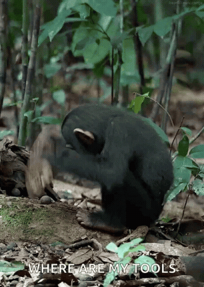 A Black Bear Is Playing With A Rock In The Woods And Says Where Are My Tools GIF