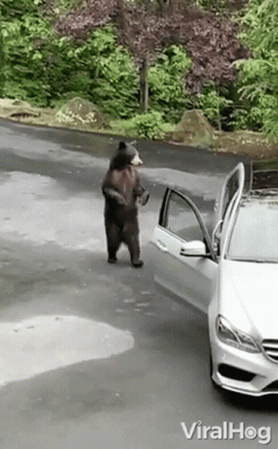 A Black Bear Is Standing Next To A White Car On The Side Of The Road . GIF