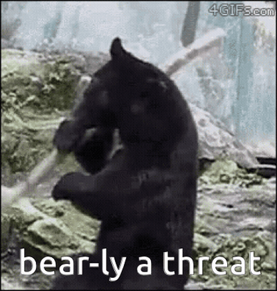 A Black Bear Is Standing On Its Hind Legs In The Woods Holding A Stick . GIF