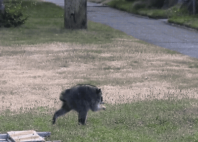 A Black Bear Is Walking Across A Grassy Field Next To A Road GIF
