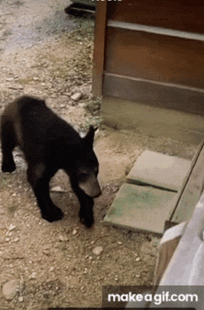 A Black Bear Is Walking On A Dirt Road Next To A Door And A Make A Gif.com Icon GIF