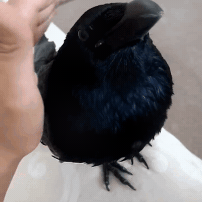 A Black Bird Is Sitting On A Person 'S Arm GIF