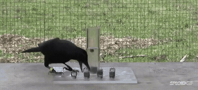 A Black Bird Is Standing Next To A Container That Says Spind Gif On It GIF